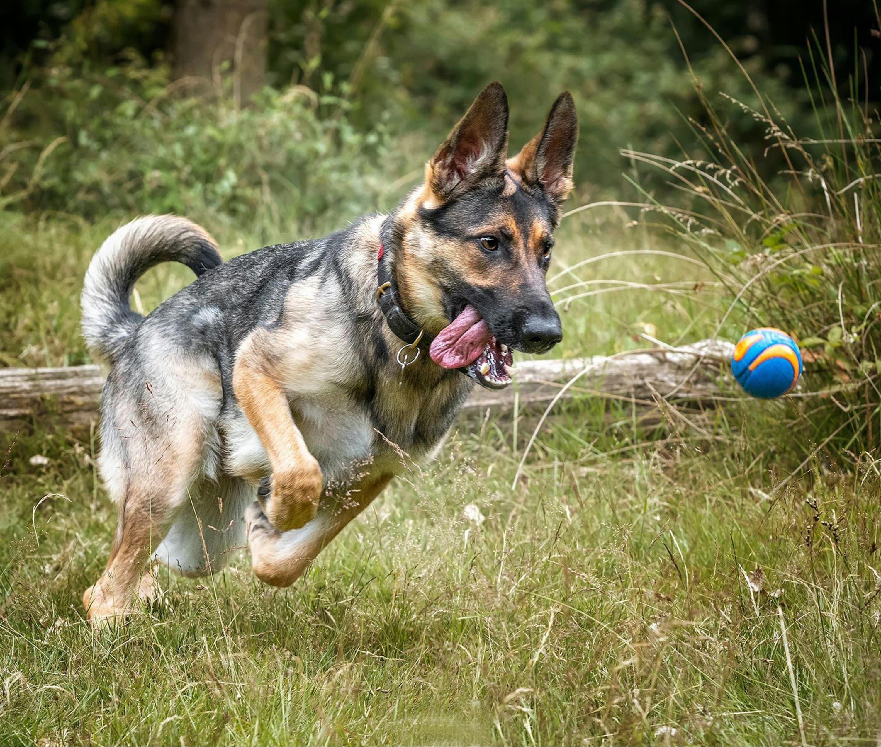 Sobków K9 Blog